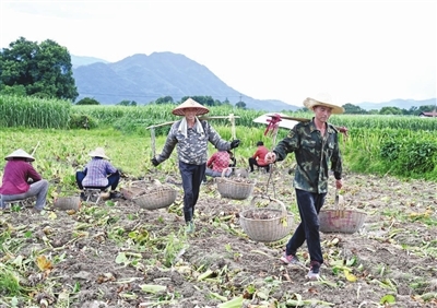 毛芋產(chǎn)業(yè)助農(nóng)增收